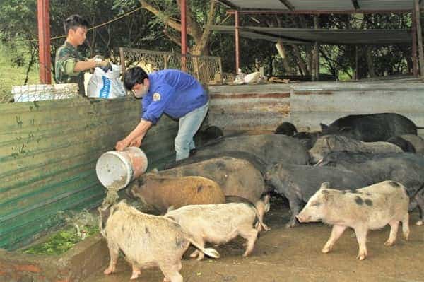 <span>Nhân viên chăn nuôi của Nhà máy cho đàn lợn rừng và lợn mán ăn.</span>