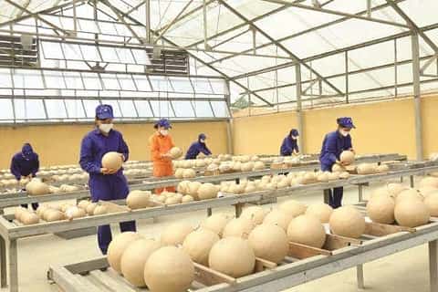  Bước phát triển của pháo hoa Made in Vietnam 